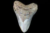 Huge, Fossil Megalodon Tooth - North Carolina #75521-1